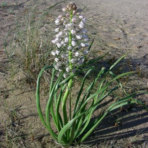 Wild Tibetan Eremurus Anisopterus | Anti-inflammatory & Antioxidant | 4000m Altitude Sourcing | OEM Extracts Supported
