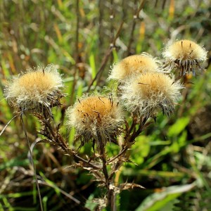 Premium Organic Blessed Thistle Herbal Slices | GMP-Certified, Bulk Export for Health Supplements & Traditional Medicine