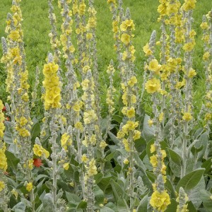 Premium Verbascum thapsus Herbal Slices: Natural, High-Quality Raw Material for Global Pharmacies & Health Product Manufacturers