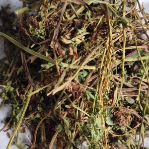 Premium Corydalis Ambigua Herbal Slices | Natural Chinese Medicine for Health Supplements