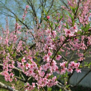 Premium Organic Dried Peach Blossom Tea for Bulk Herbal Blends | Wholesale Supplier
