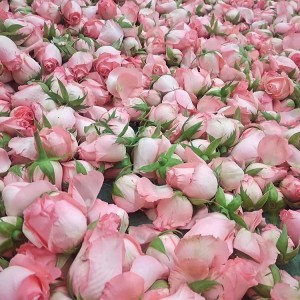 Premium Organic Dried Rose Buds Tea – Bulk Wholesale for Herbal Blends & Health Products