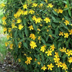 German Organic St John’s Wort | Natural Antidepressant Herb | 0.3% Hypericin Standardized | OEM Capsules/Tea Supported