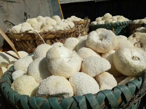 Premium Organic Hericium Erinaceus (Lion’s Mane Mushroom) – Certified Raw Material for Global Health Products & Culinary Innovation