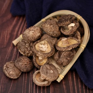 Premium Organic Shiitake Mushrooms: Medicinal & Culinary Grade for Global Health & Wellness