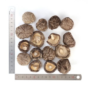 Premium Organic Shiitake Mushrooms: Medicinal & Culinary Grade for Global Health & Wellness