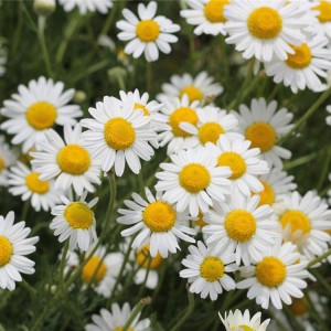 Premium Bulk Dried Roman Chamomile Flowers for Herbal Tea, Pharmaceuticals & Health Supplements