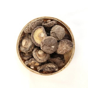 Premium Organic Shiitake Mushrooms: Medicinal & Culinary Grade for Global Health & Wellness