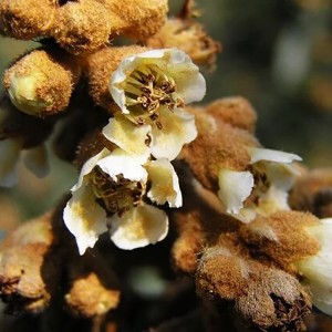 Premium Dried Loquat Flower (Eriobotrya Japonica) – 100% Natural Herbal Decoction Pieces for Respiratory Support