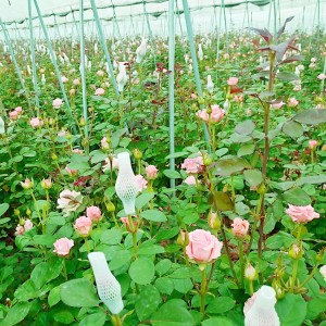 Premium Organic Dried Rose Buds Tea – Bulk Wholesale for Herbal Blends & Health Products