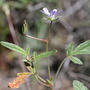 Wild Qinghai Geranium pseudosibiricum | Rheumatic Relief | Anti-inflammatory Herb | EU Organic Certified | Custom Extract Powder