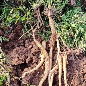Wild Changium Smyrnioides Root | Lung Support & Immune Boost | Organic Certified | Custom Processing Supported