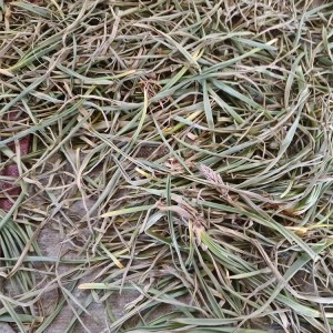 Wild Tibetan Eremurus Anisopterus | Anti-inflammatory & Antioxidant | 4000m Altitude Sourcing | OEM Extracts Supported