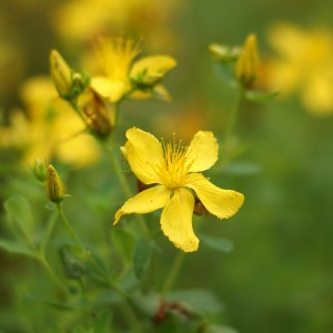 German Organic St John’s Wort | Natural Antidepressant Herb | 0.3% Hypericin Standardized | OEM Capsules/Tea Supported