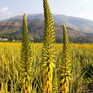 Premium Organic Dried Aloe Flower Tea – Bulk Wholesale for Herbal Remedies & Health Supplements
