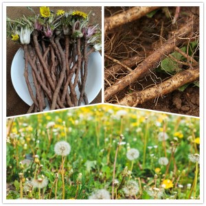 Premium Dandelion Root Slices – Organic Herbal Decoction Pieces for Detox, Digestion & Wellness Supplements
