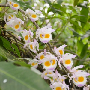 Premium Organic Dried Dendrobium Devonanium Flower Tea – Bulk Herbal Raw Material for Health Supplements & Tea Blends