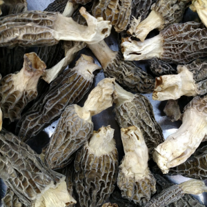 Premium Export-Grade Morel Mushrooms | Medicinal & Culinary Superfood for Global Buyers