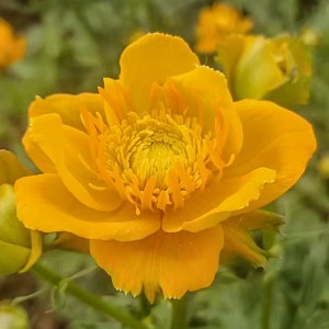 Premium Dried Trollius Chinensis Herbal Tea | Export-Grade, Organic & Health-Enhancing