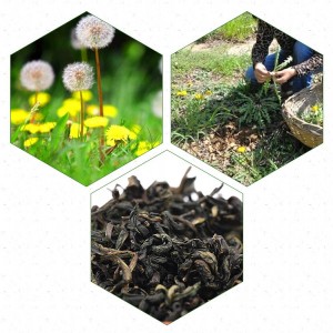 Premium Organic Dandelion Leaf Herbal Pieces – Export-Grade Raw Material for Detox & Immunity Support