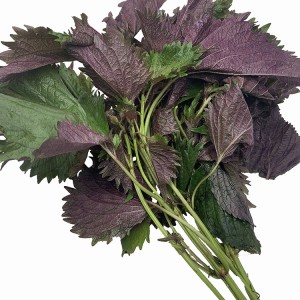 Premium Export-Grade Perilla Leaf Herbal Decoction Pieces for Global Pharmacies, Clinics & Nutraceutical Manufacturers