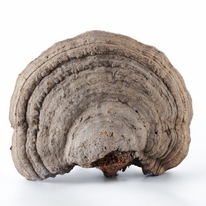 Premium Natural Fomes Fomentarius Mushroom – Organic Medicinal Fungus for Global Health & Culinary Applications