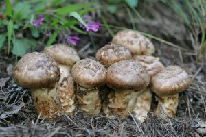 Premium Wild Matsutake Mushrooms | Organic, Nutrient-Rich Superfood for Culinary & Wellness Use