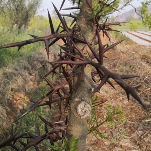Premium Chinese Honeylocust Spine (Gleditsiae Spina) Herbal Slices – Raw Material for Pharmacies, Clinics & Health Supplement Manufacturing