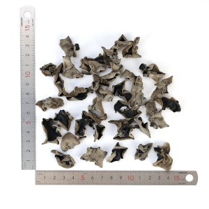 Premium Organic Black Fungus (Auricularia auricula) | Medicinal & Edible Superfood for Global Export