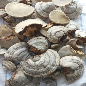 Premium Natural Fomes Fomentarius Mushroom – Organic Medicinal Fungus for Global Health & Culinary Applications