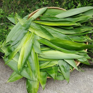 Premium Indocalamus Leaves for Herbal Tea & Traditional Medicine | Organic, Dried, Bulk Export