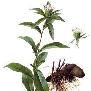 Premium Organic Atractylodes Rhizome Slices | GMP-Certified Herbal Extract for Pharmaceutical & Nutraceutical Manufacturing