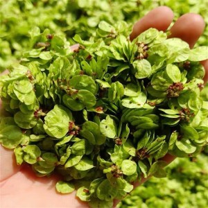 Premium Organic Elm Seeds (Samara) – Certified Chinese Herbal Medicine & Herbal Tea Ingredient for Health Supplements