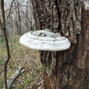 Premium Natural Fomes Fomentarius Mushroom – Organic Medicinal Fungus for Global Health & Culinary Applications