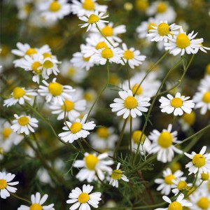 Premium Organic German Chamomile Dried Flowers for Herbal Tea, Skincare & Health Supplements Export