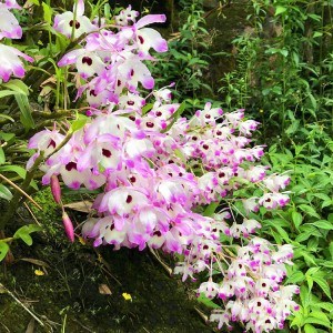Premium Organic Dendrobium officinale Dried Flowers | Bulk Herbal Tea Ingredients for Health Supplements & Wellness Products