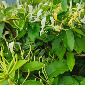 Premium Organic Honeysuckle Flower (Lonicera Japonica) – Pharmaceutical-Grade Herbal Decoction Pieces for Health Supplements & Traditional Medicine