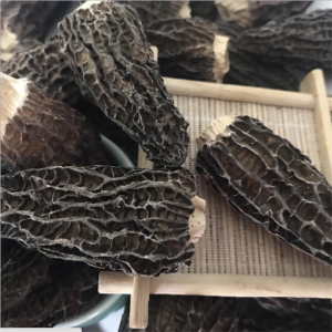 Premium Export-Grade Morel Mushrooms | Medicinal & Culinary Superfood for Global Buyers