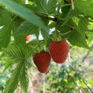 Premium Organic Raspberry Leaves (Rubus Idaeus) | Bulk Herbal Tea & Supplement Raw Material