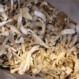 Premium Wild Matsutake Mushrooms | Organic, Nutrient-Rich Superfood for Culinary & Wellness Use