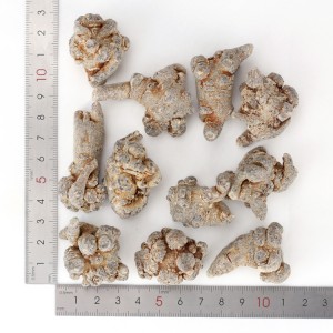 100% Natural High Quality Panax Notoginseng
