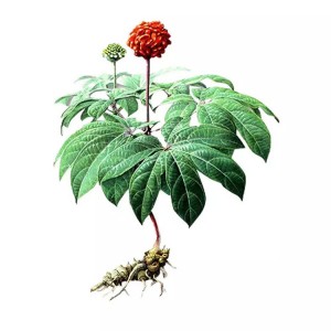 100% Natural High Quality Panax Notoginseng
