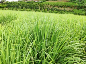 Premium Dried Lemongrass Herbal Tea Ingredients – Export-Grade for Global Pharmacies, Tea Rooms & Health Product Factories