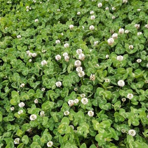 Premium Organic White Clover Herbal Slices (Trifolium Repens) – GMP Certified, Bulk Export for Pharmaceutical & Health Supplements